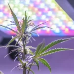 LED Grow Lights: Illuminating the Future of Indoor Gardening