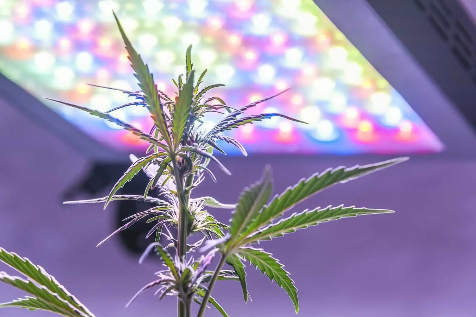 LED Grow Lights: Illuminating the Future of Indoor Gardening