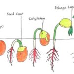 A Comprehensive Guide To Proper Cannabis Seed Germination