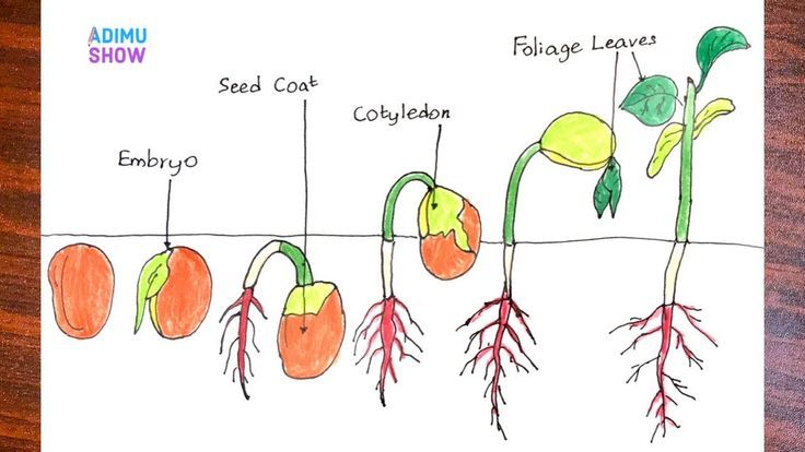 A Comprehensive Guide To Proper Cannabis Seed Germination