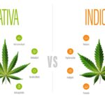 In the Weeds: Indica vs Sativa vs Hybrid Breakdown