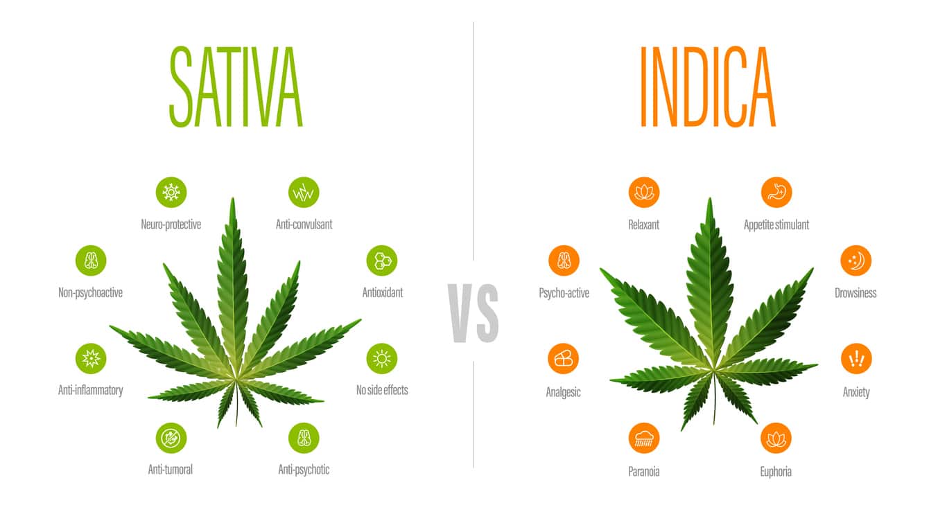 In the Weeds: Indica vs Sativa vs Hybrid Breakdown