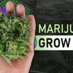 Home-Grown High: The Magic of Marijuana Grow Kits