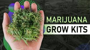 Home-Grown High: The Magic of Marijuana Grow Kits