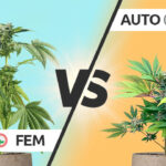 Understanding Autoflower vs Feminized Marijuana Seeds: A Comprehensive Guide