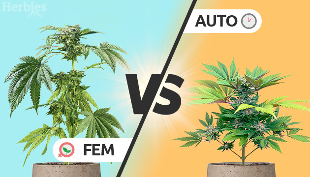 Understanding Autoflower vs Feminized Marijuana Seeds: A Comprehensive Guide